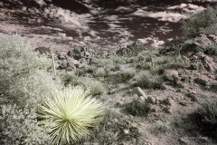 INFRARED_ANZA_BORREGO_NOV_02_2019_695-112_FINAL_08S