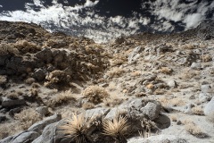 INFRARED_ANZA_BORREGO_NOV_02_2019_695-47_FINAL_06