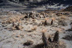 INFRARED_ANZA_BORREGO_NOV_02_2019_695-80_FINAL_06