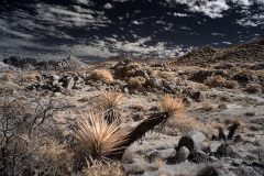 INFRARED_ANZA_BORREGO_NOV_02_2019_695-83_FINAL_06