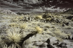 INFRARED_ANZA_BORREGO_NOV_02_2019_695-84_FINAL_08S