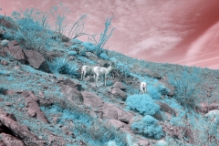 Anza-Borrego Desert, San Diego, California