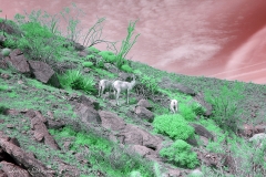 Anza-Borrego Desert, San Diego, California