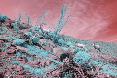 Anza-Borrego Desert, San Diego, California