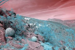 Anza-Borrego Desert, San Diego, California