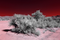 Anza-Borrego Desert, San Diego, California