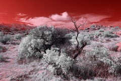 Anza-Borrego Desert, San Diego, California