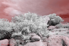 Anza-Borrego Desert, San Diego, California