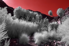 Anza-Borrego Desert, San Diego, California