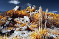 Anza-Borrego Desert, San Diego, California