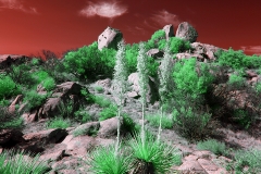 Anza-Borrego Desert, San Diego, California