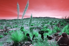 INFRAREAnza-Borrego Desert, San Diego, California