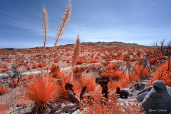 Anza-Borrego Desert, San Diego, California