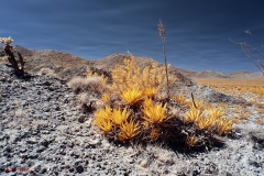 Anza-Borrego Desert, San Diego, California