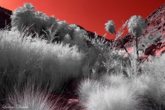 Anza-Borrego Desert, San Diego, California