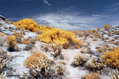 Anza-Borrego Desert, San Diego, California