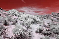 Anza-Borrego Desert, San Diego, California