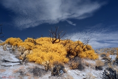 Anza-Borrego Desert, San Diego, California