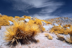 Anza-Borrego Desert, San Diego, California