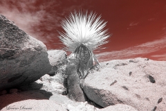 Anza-Borrego Desert, San Diego, California