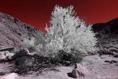 Anza-Borrego Desert, San Diego, California