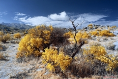 Anza-Borrego Desert, San Diego, California