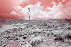 Anza-Borrego Desert, San Diego, California