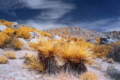 Anza-Borrego Desert, San Diego, California