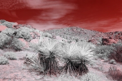 Anza-Borrego Desert, San Diego, California