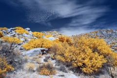 Anza-Borrego Desert, San Diego, California