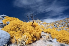 Anza-Borrego Desert, San Diego, California