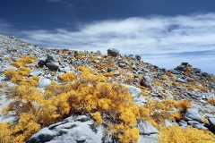 Anza-Borrego Desert, San Diego, California