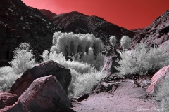 Anza-Borrego Desert, San Diego, California