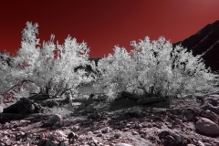 Anza-Borrego Desert, San Diego, California