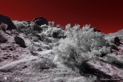 Anza-Borrego Desert, San Diego, California