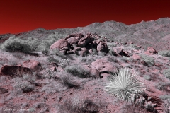 INFRARED_ANZA_BORREGO_OCT22_2017 (67)_FINAL_02