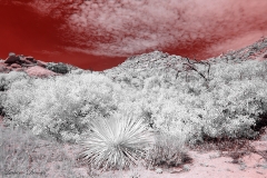 Anza-Borrego Desert, San Diego, California