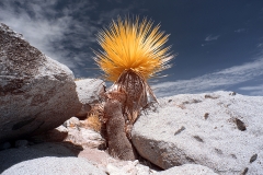 Anza-Borrego Desert, San Diego, California