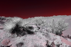 Anza-Borrego Desert, San Diego, California