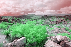 Anza-Borrego Desert, San Diego, California