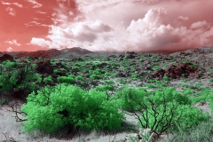 Anza-Borrego Desert, San Diego, California