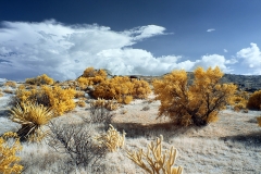 Anza-Borrego Desert, San Diego, California