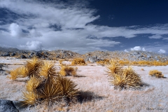 Anza-Borrego Desert, San Diego, California