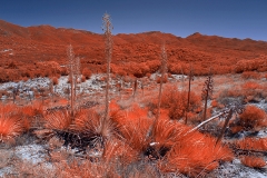Anza-Borrego Desert, San Diego, California