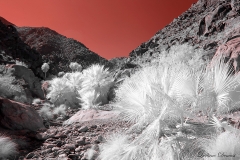 Anza-Borrego Desert, San Diego, California