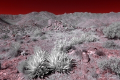 Anza-Borrego Desert, San Diego, California