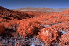 Anza-Borrego Desert, San Diego, California