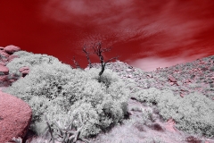 Anza-Borrego Desert, San Diego, California