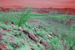 Anza-Borrego Desert, San Diego, California