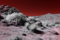 Anza-Borrego Desert, San Diego, California